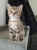 Europese korthaar x Bengaal, Dieren en Toebehoren, Katten en Kittens | Raskatten | Korthaar, Poes, Ontwormd, 0 tot 2 jaar
