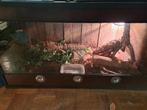 Korenslang Snow (met terra), Dieren en Toebehoren, Reptielen en Amfibieën | Toebehoren, Ophalen, Zo goed als nieuw, Terrarium of Paludarium