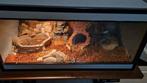 Terrarium 100*50*50 + koningspython, Dieren en Toebehoren, Ophalen, Zo goed als nieuw, Terrarium of Paludarium