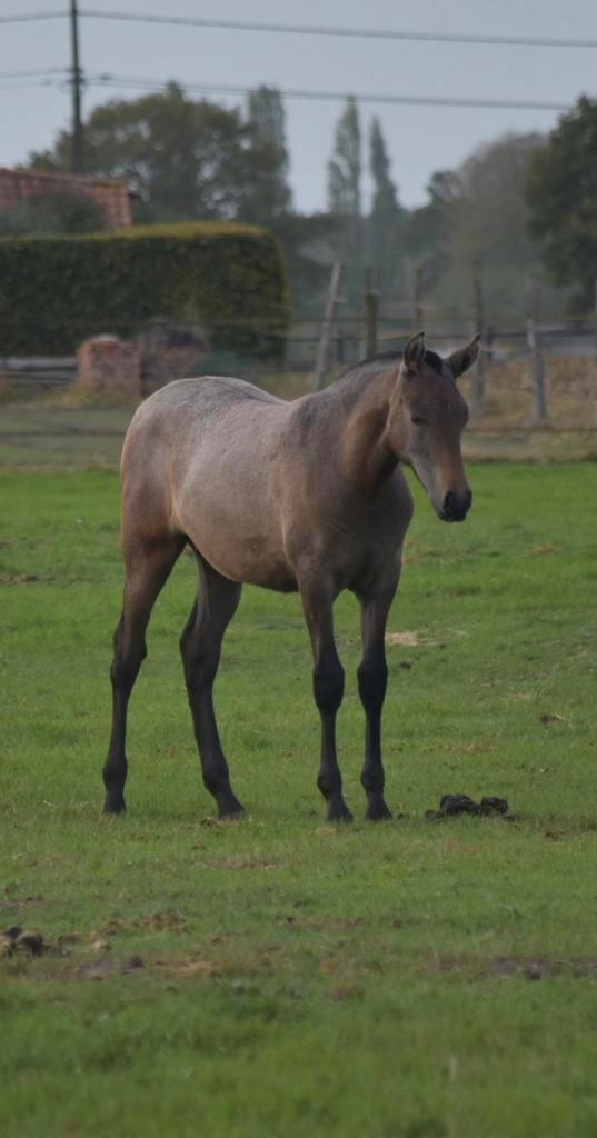 Verschillende prachtige PRE veulens, Dieren en Toebehoren, Paarden, Hengst, Minder dan 160 cm, 0 tot 2 jaar, Met stamboom, Gechipt