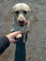 Dekreu reu, Dieren en Toebehoren, Honden | Niet-rashonden, Rabiës (hondsdolheid), Reu, Groot, Eén hond