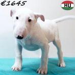 Bull terrier pups, reutjes, Dieren en Toebehoren, Honden | Jack Russells en Terriërs, Bull Terriër, 15 weken tot 1 jaar, Buitenland