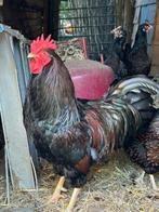 Barnevelder haan twee jaar oud, Dieren en Toebehoren, Mannelijk, Kip