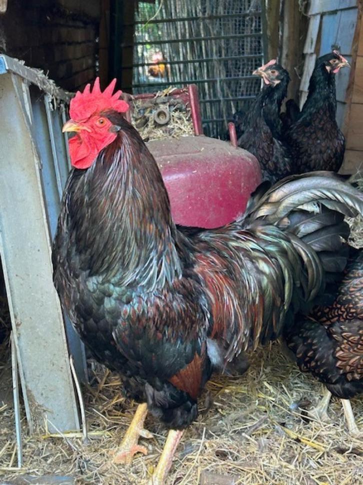 Barnevelder haan twee jaar oud, Dieren en Toebehoren, Pluimvee, Kip, Mannelijk