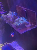 Kenia boompjes, Dieren en Toebehoren, Vissen | Aquariumvissen, Overige typen, Zoutwatervis