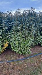 Prunus Laurocerasus 'Genolia', ❗️zware haagplanten❗️🌲🌿, Tuin en Terras, Planten | Struiken en Hagen, Ophalen, Laurier, 100 tot 250 cm