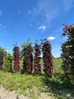 beukenbomen en plantgoed, Tuin en Terras, Planten | Struiken en Hagen, Ophalen, Beukenhaag, Haag, 100 tot 250 cm