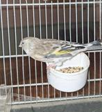 bastaard putter, Dieren en Toebehoren, Vrouwelijk, Wildzangvogel