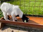 Dweggeit bokjes 4 stuks, Dieren en Toebehoren, Schapen, Geiten en Varkens, Mannelijk, Geit