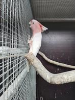 Te koop 0-1 bewezen inca kaketoe pop zie tekst, Dieren en Toebehoren, Vogels | Parkieten en Papegaaien, Vrouwelijk, Papegaai