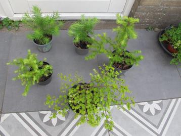 Lariks boompjes in pot beschikbaar voor biedingen