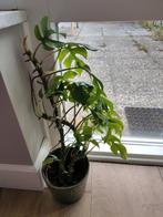 Rhaphidophora tetrasperma kamerplant, Overige soorten, Ophalen of Verzenden, Minder dan 100 cm, Volle zon
