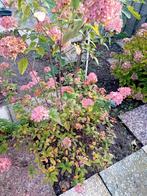 Pluim hortensia, Tuin en Terras, Ophalen, Overige soorten, Halfschaduw