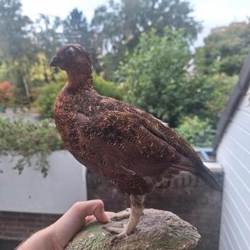 Opgezette moerassneeuwhoen in goede staat! beschikbaar voor biedingen