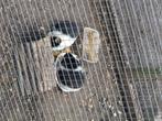 2 jonge cavia's 4 maanden oud., Dieren en Toebehoren, Juni, Geslacht onbekend, Cavia