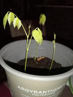 Wisteria uit zaad gekweekt (blauwe regen), Ophalen, Halfschaduw