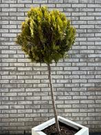 Conifeer boompje zoekt nieuw thuis, Tuin en Terras, Planten | Bomen, Bloeit niet, Halfschaduw, 100 tot 250 cm, Ophalen