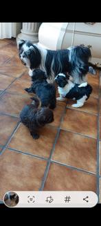 Wij mogen het ouderlijk huis verlaten. Raszuivere shih tzu's, Overige rassen, 8 tot 15 weken, CDV (hondenziekte), Meerdere