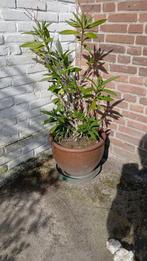 Oud hollande bloempot met plant, Ophalen, 40 cm of meer, Rond, Zo goed als nieuw