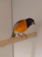 6-4 Kapoetsensijsen, Meerdere dieren, Tropenvogel, Geringd