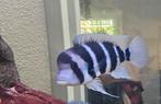 Frontosa Burundi, Dieren en Toebehoren, Vissen | Aquariumvissen, Vis, Zoetwatervis