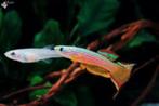Killivis Aphyosemion Striatum per paar - Koidream Valburg, Dieren en Toebehoren, Vissen | Aquariumvissen, Vis, Zoetwatervis