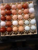 Broed eieren kleur leggers, Geslacht onbekend, Kip