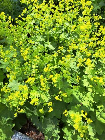 Vrouwenmantel stek Alchemilla Mollis €2 per (flinke)stek. beschikbaar voor biedingen