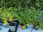 Diverse Dahlia planten meerdere kleuren, Tuin en Terras, Planten | Tuinplanten, Volle zon, Vaste plant, Zomer, Ophalen