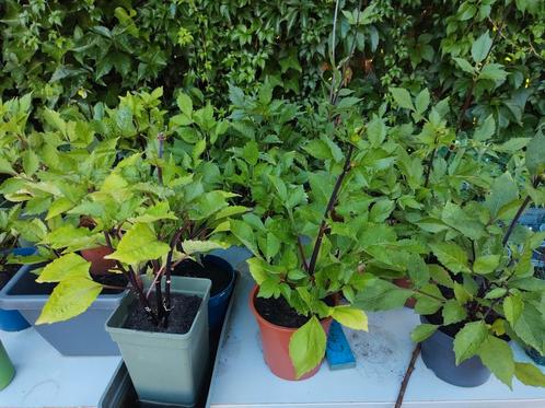 Diverse Dahlia planten meerdere kleuren, Tuin en Terras, Planten | Tuinplanten, Vaste plant, Overige soorten, Volle zon, Zomer