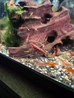 Rode neocaridina garnalen, Dieren en Toebehoren, Vissen | Aquariumvissen, Kreeft, Krab of Garnaal