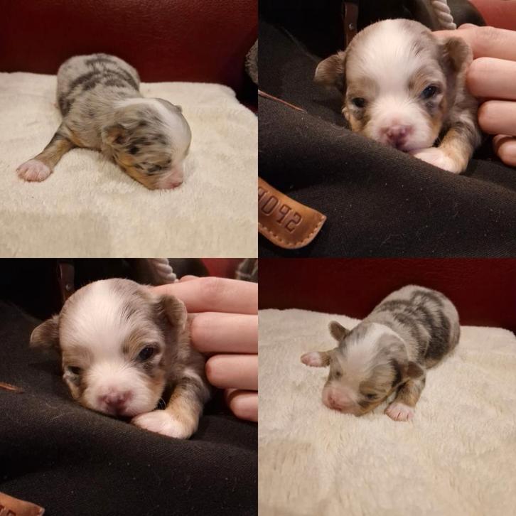 Langharige chihuahua pups, Dieren en Toebehoren, Honden | Chihuahua's en Gezelschapshonden, Reu, Chihuahua, Particulier, Meerdere