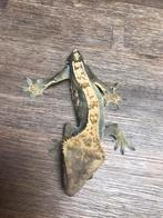 Wimpergekko man nakweek 2024, Dieren en Toebehoren, Hagedis, 0 tot 2 jaar