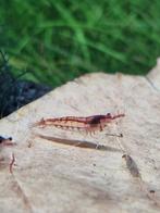 Uitgeselecteerde Sakura/Cherry Neocaridina's | Garnalen, Kreeft, Krab of Garnaal
