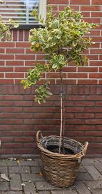 Euonymus Japonica - Japanse Kardinaalsmuts, Tuin en Terras, Planten | Bomen, Ophalen, Zomer, Volle zon