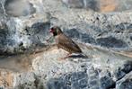 Patrijsastrild - Ortygospiza atricollis, Meerdere dieren, Tropenvogel, Geringd