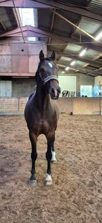 FOREVER HOME 5 sterren huisje gezocht, Dieren en Toebehoren, Paarden, Merrie, Springpaard, Gechipt, L
