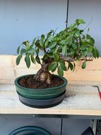 Ficus bonsai binnenboom 42cm, In pot, Bloeit niet, Minder dan 100 cm, Overige soorten