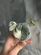 Alocasia melo albo variegated, Ophalen of Verzenden, Minder dan 100 cm