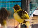 Diverse voliere vogels beschikbaar., Dieren en Toebehoren, Vogels | Overige Vogels, Meerdere dieren