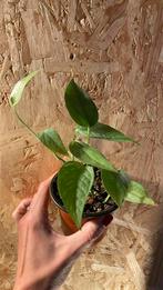 Epipremnum Cebu Blue Pinnatum plantje, Ophalen of Verzenden, Overige soorten, Halfschaduw, Minder dan 100 cm