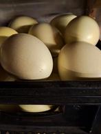 Struisvogel ei.Nandoe,, Ophalen of Verzenden, Zo goed als nieuw