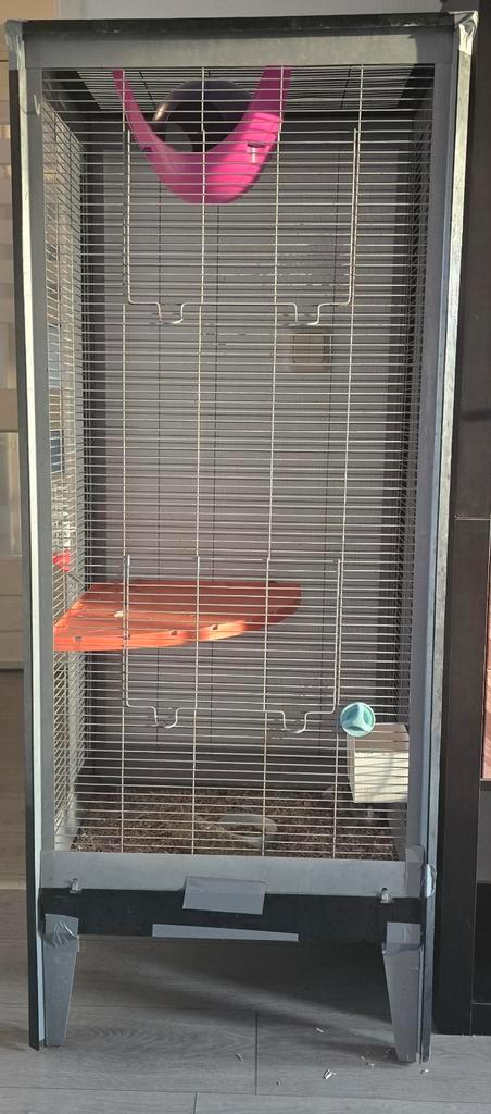 2 vrouwtjes ratten+ toebehoren, Dieren en Toebehoren, Knaagdieren, Vrouwelijk, Rat, Juli, Tam