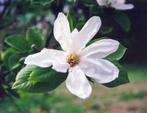 Diverse soorten Magnolia's in pot, Ophalen, Overige soorten, Struik, 100 tot 250 cm