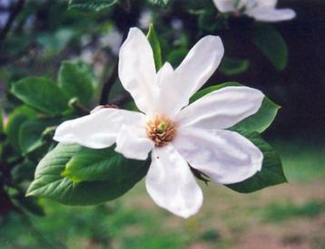 Diverse soorten Magnolia's in pot beschikbaar voor biedingen
