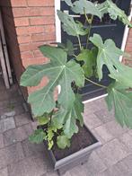 Vijgenboom  Turkey brown, Tuin en Terras, Planten | Fruitbomen, Ophalen of Verzenden, Vijgenboom, Lente