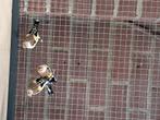 Major putters van 2025 en 1 bruine pop van 2024, Dieren en Toebehoren, Vogels | Overige Vogels, Meerdere dieren, Wildzangvogel