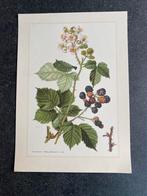 10 prenten struiken/ bomen 19x27 cm samen 20 euro oa mispel, Ophalen of Verzenden, Natuur en Biologie