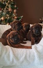 Rottweiler puppy's 🎁, 8 tot 15 weken, Meerdere, Meerdere dieren, Rottweiler