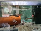 Cyprichromis Leptosoma Utinta Tanganyika haring cichliden, Dieren en Toebehoren, Vis, Zoetwatervis, Schoolvis